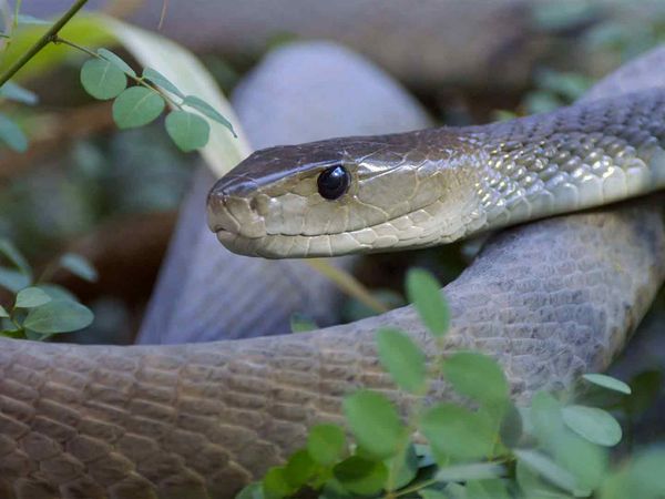 Garras E Mandíbulas Da África - Letal de Fabrico