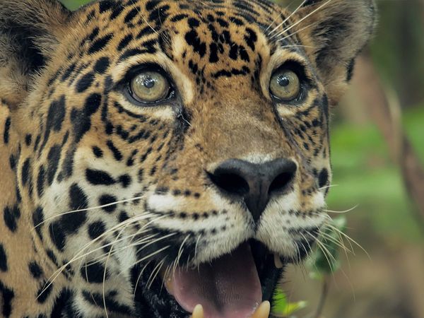 América Salvaje - La selva tropical