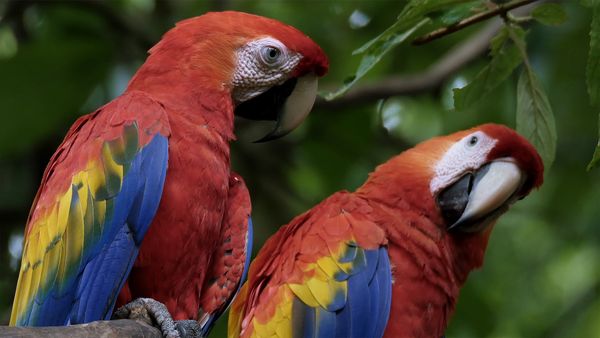América Salvaje - El Amazonas: Brasil