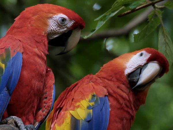 América Salvaje - El Amazonas: Brasil