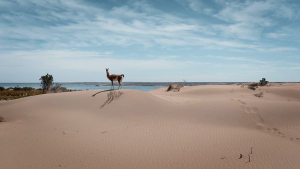 América Salvaje - Patagonia: Argentina