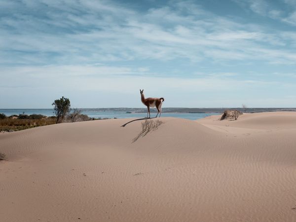 América Salvaje - Patagonia: Argentina