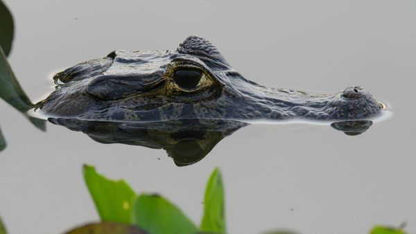 América Salvaje - El Pantanal: Brasil