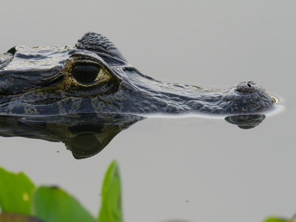 América Salvaje - El Pantanal: Brasil