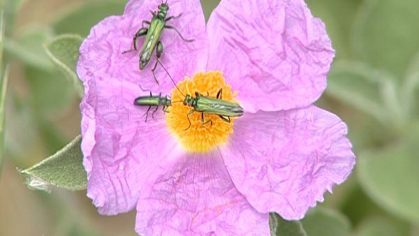 Alla scoperta della natura - Il viaggio di Cico, l'amico Beccafico
