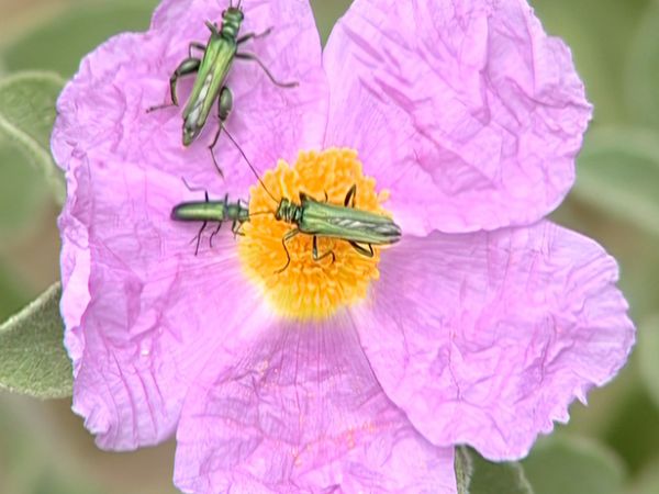 Alla scoperta della natura - Il viaggio di Cico, l'amico Beccafico