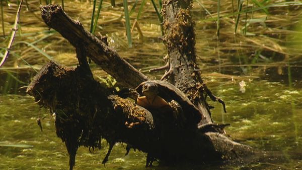 Alla scoperta della natura - Il miracolo del fiore