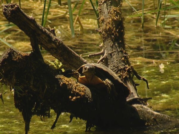 Alla scoperta della natura - Il miracolo del fiore