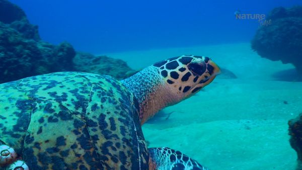 Maravillas Submarinas de África - Los Reinos de las Dunas