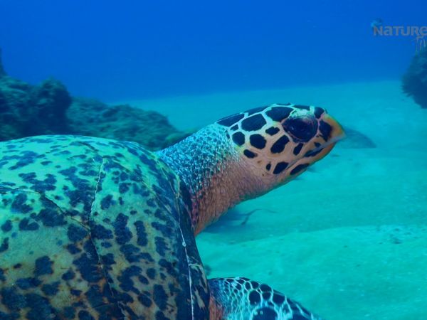 Maravillas Submarinas de África - Los Reinos de las Dunas