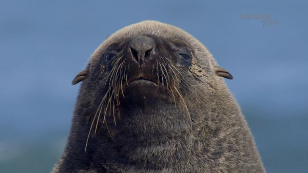 Maravillas Submarinas de África - Lobos Marinos del Cabo