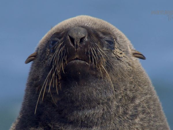 Maravillas Submarinas de África - Lobos Marinos del Cabo