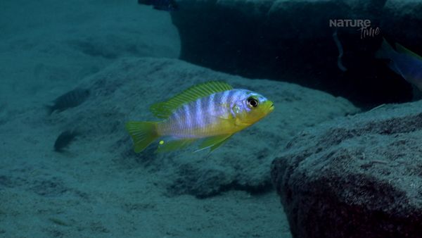 Maravillas Submarinas de África - Lago Malawi
