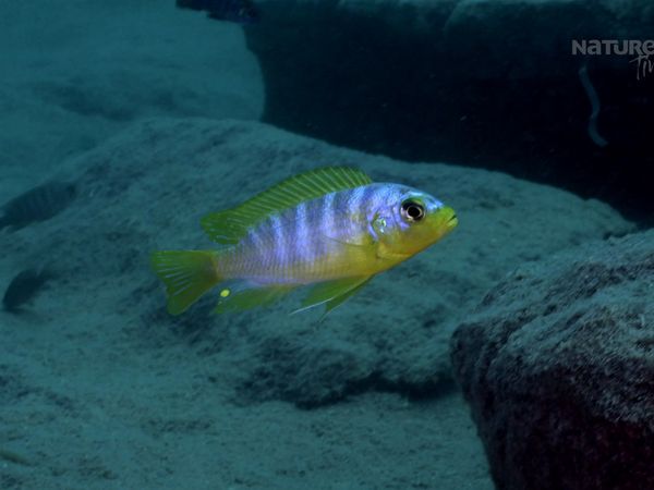 Maravillas Submarinas de África - Lago Malawi