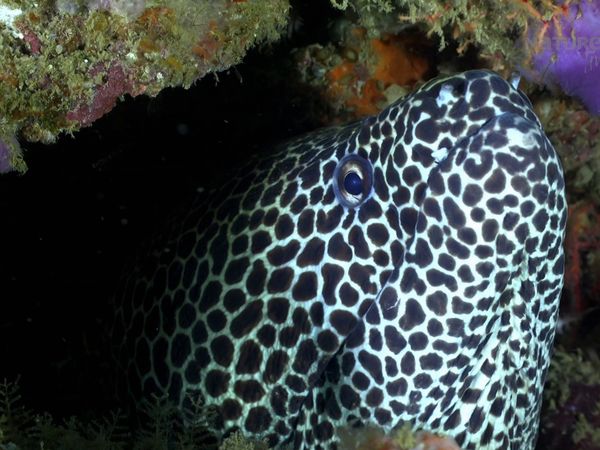 Maravillas Submarinas de África - Bazaruto Bazaruto