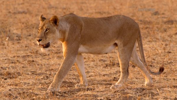 Los Cazadores de África - El Leopardo Hambriento