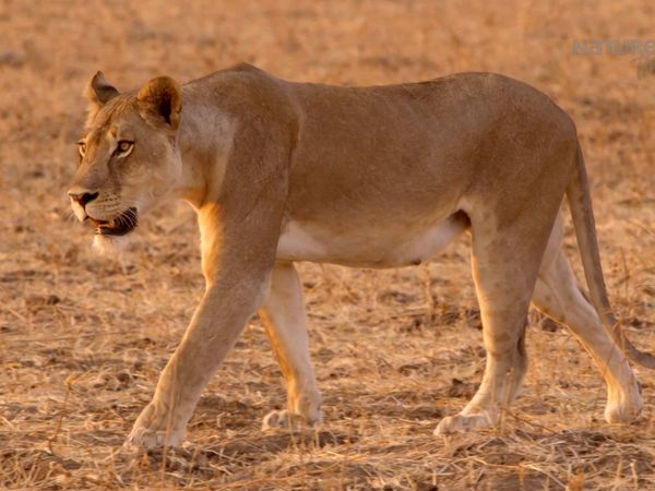 Los Cazadores de África - El Leopardo Hambriento