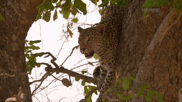 Los Cazadores de África - La Última Batalla del Leopardo