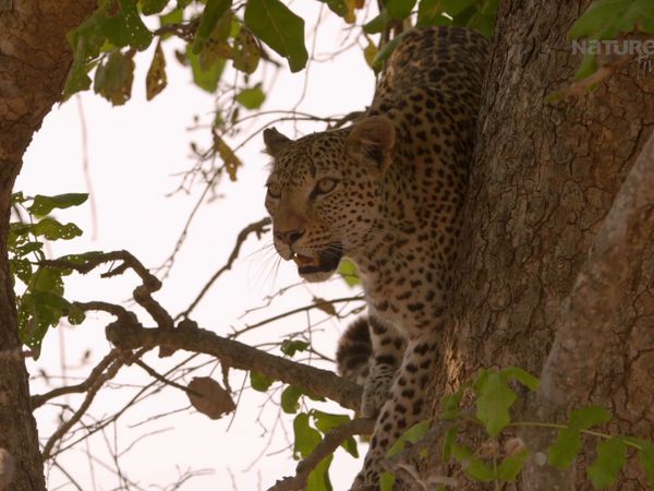 Los Cazadores de África - La Última Batalla del Leopardo