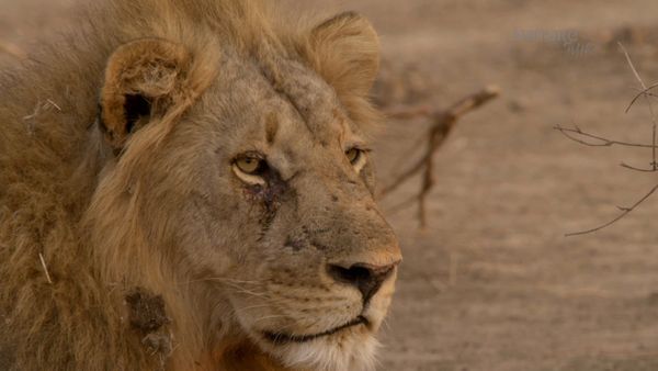 Los Cazadores de África - La Manada Adolescente