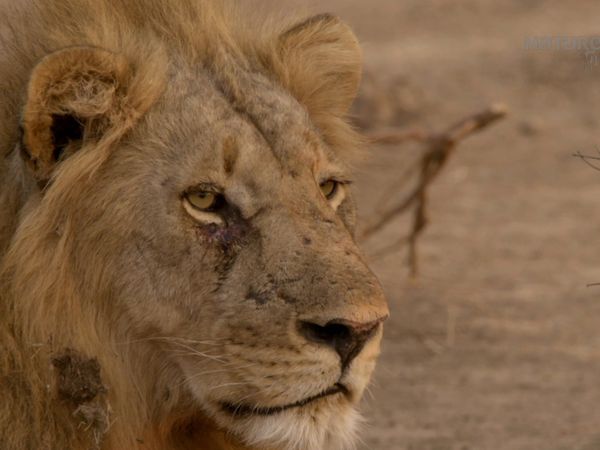Los Cazadores de África - La Manada Adolescente