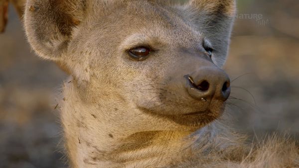 Los Cazadores de África - Sobrevivientes de las Llanuras