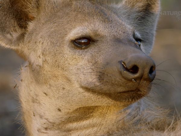 Los Cazadores de África - Sobrevivientes de las Llanuras