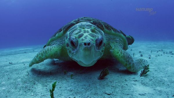 Azul Salvaje - Las Bahamas
