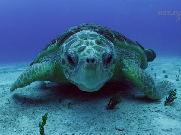 Azul Salvaje - Las Bahamas