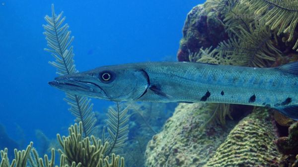 Azul Salvaje - Belice