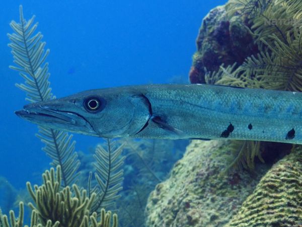 Azul Salvaje - Belice