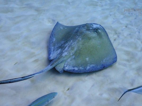 Azul Salvaje - Cozumel