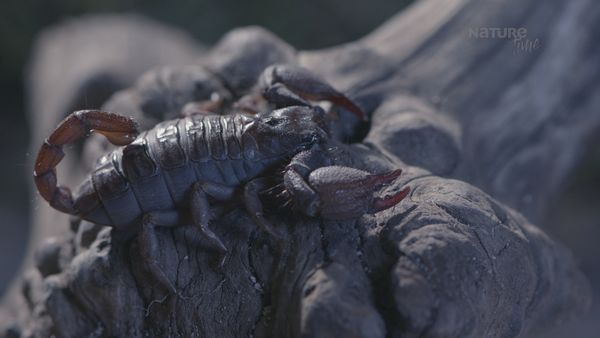 Garras y Mandíbulas de África - Letal por Naturaleza