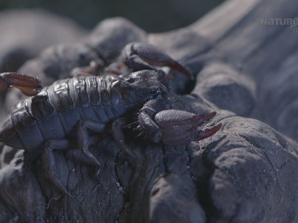 Garras y Mandíbulas de África - Letal por Naturaleza