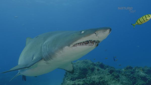 Garras y Mandíbulas de África - Vivir con Tiburones