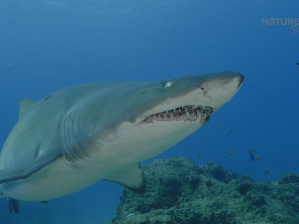 Garras y Mandíbulas de África - Vivir con Tiburones