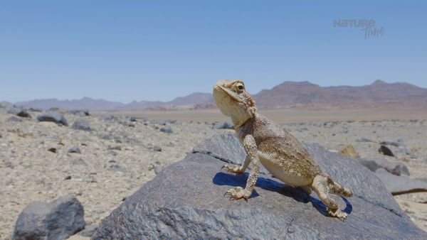 Garras y Mandíbulas de África - Reptiles Extraordinarios
