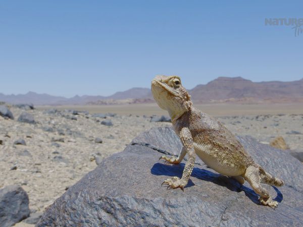 Garras y Mandíbulas de África - Reptiles Extraordinarios