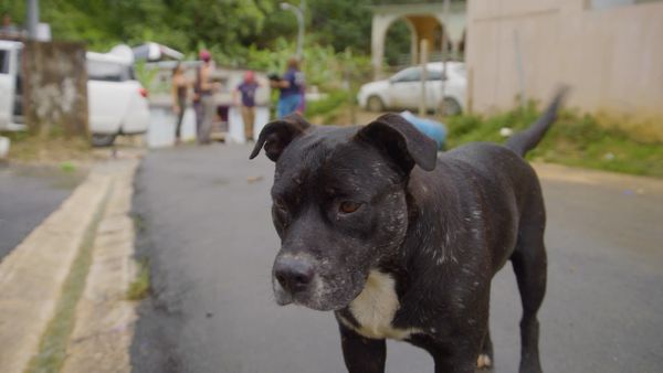 Doug al rescate - Los cachorros rescatistas de Puerto Rico