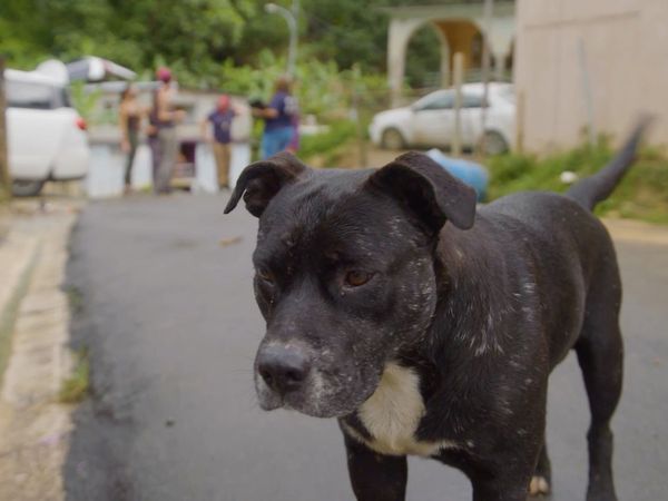Doug al rescate - Los cachorros rescatistas de Puerto Rico
