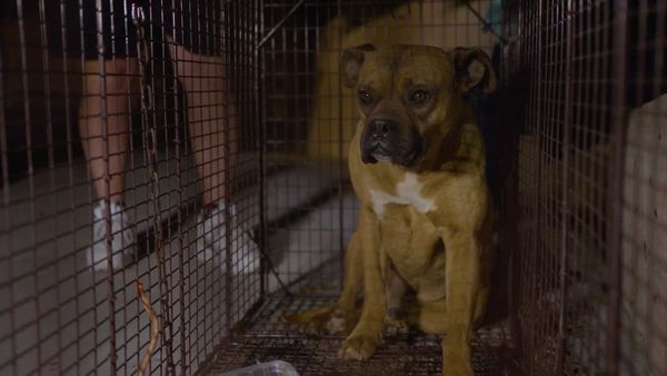 Doug al rescate - Persiguiendo a Ghost