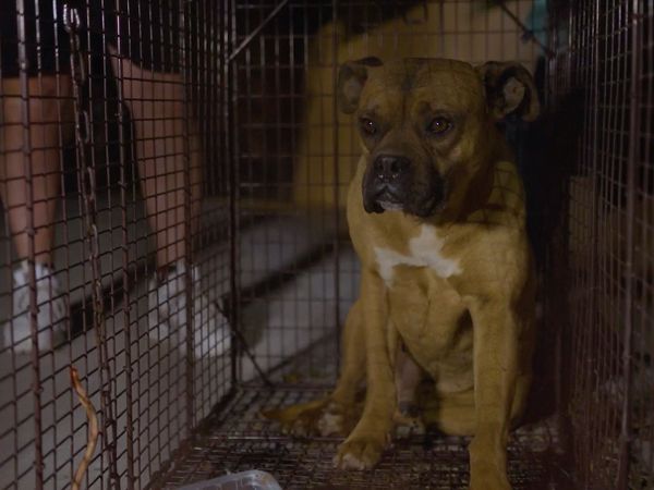 Doug al rescate - Persiguiendo a Ghost