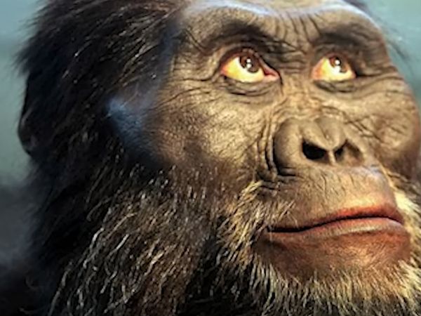 Early Humans - Homo Habilis: The First 'Humans'