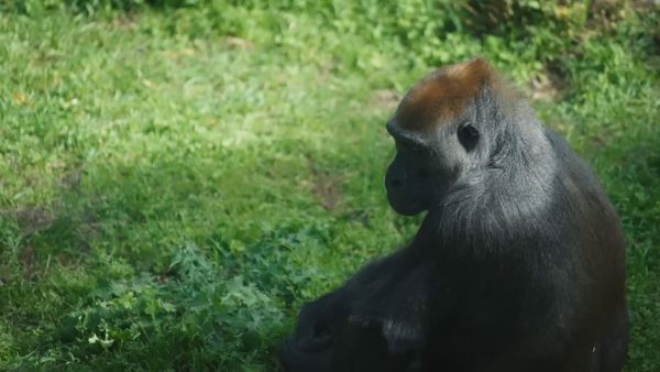 Early Humans - Gigantopithecus: The Largest Ape that Ever Existed