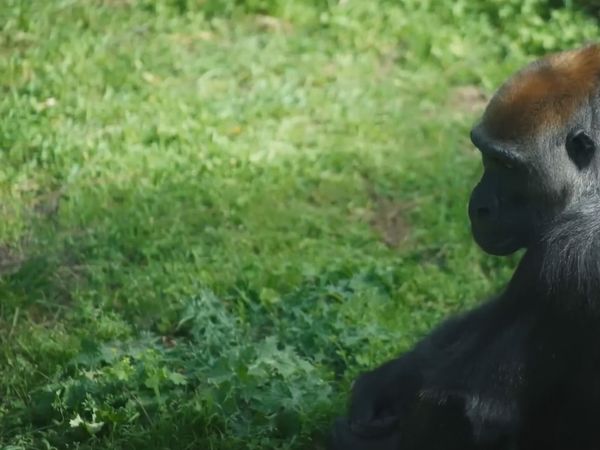 Early Humans - Gigantopithecus: The Largest Ape that Ever Existed