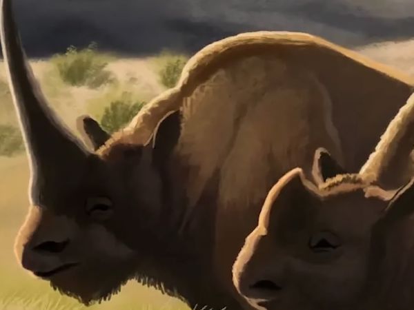Early Humans - What Was Earth Like in The Early Years of Human Life?