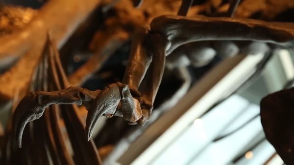 Early Humans - The Creatures & Animals That Early Humans Never Met