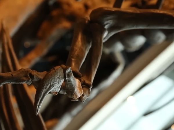 Early Humans - The Creatures & Animals That Early Humans Never Met