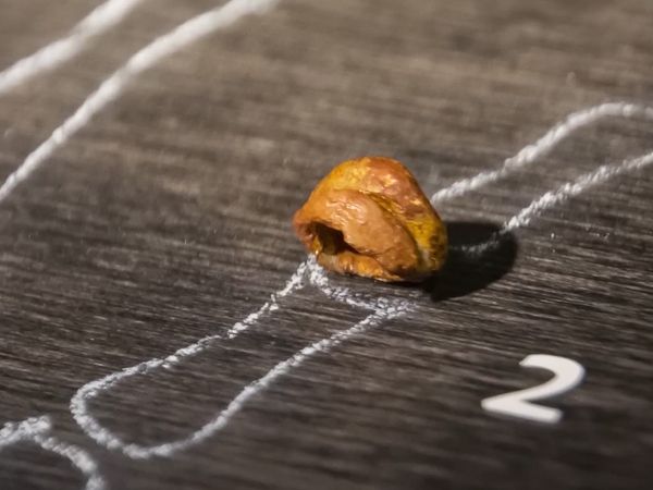 Early Humans - Denisovans: Decoding the Secrets of Our Mysterious Ancient Cousins