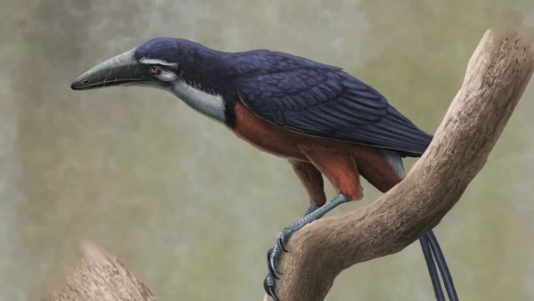 Dinosaur Discovery - From Dinosaurs to Birds: The Remarkable Evolutionary Journey Unveiled
